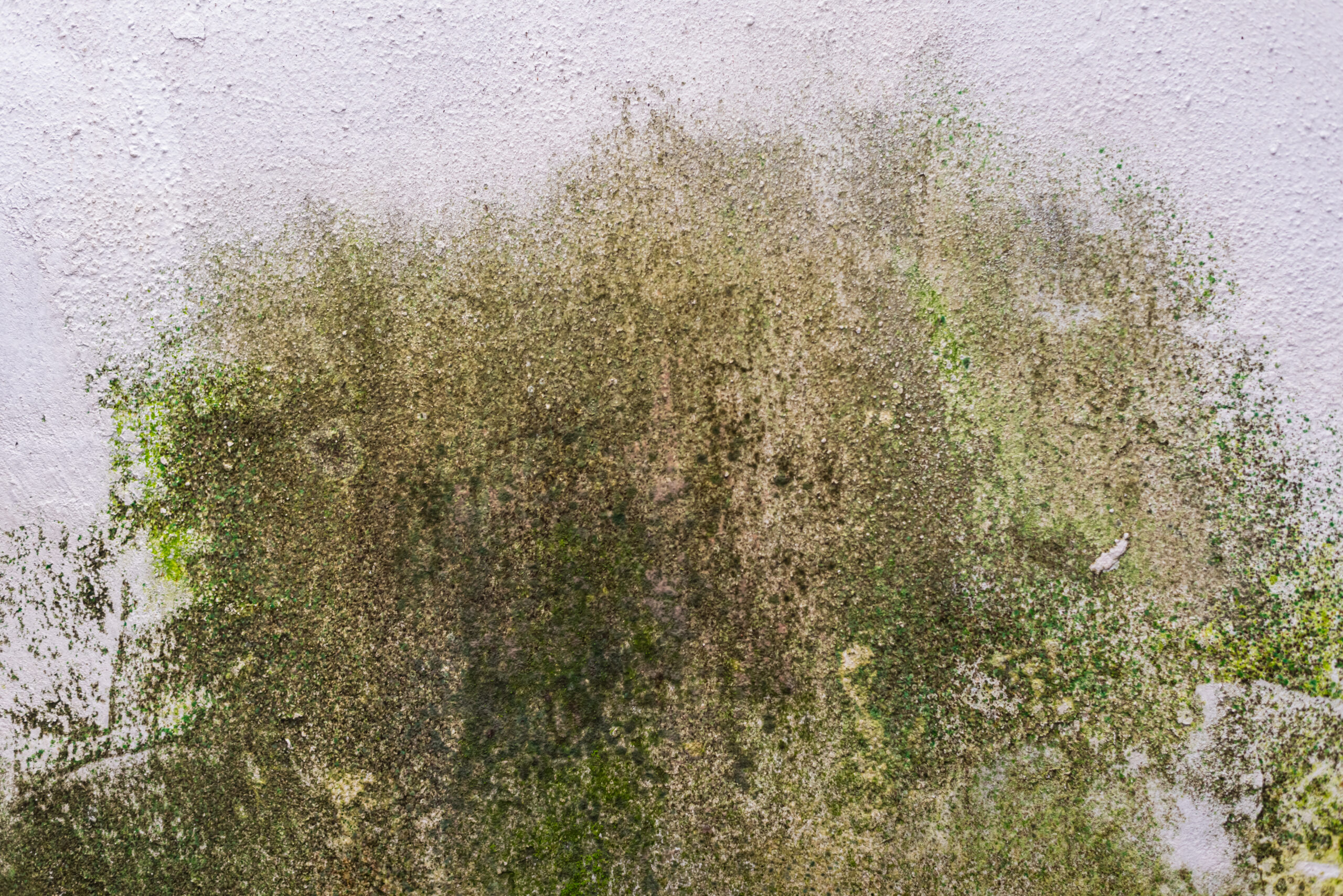 Photo of wall texture pattern schimmel muur