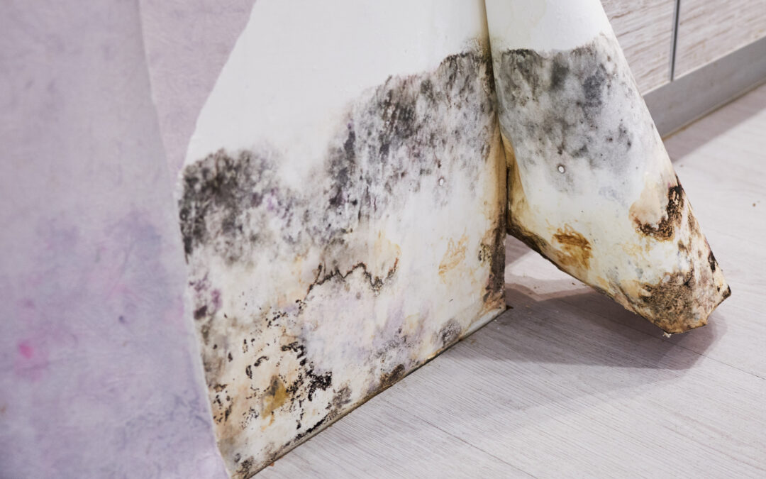 schimmel in huis