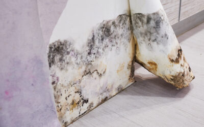 Schimmel in huis: van kleine vlek tot groot probleem – zo voorkom je het
